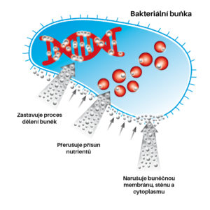 Bakterie CZ